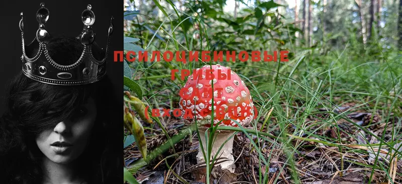 Галлюциногенные грибы Magic Shrooms  закладка  площадка клад  Дедовск  кракен как войти 